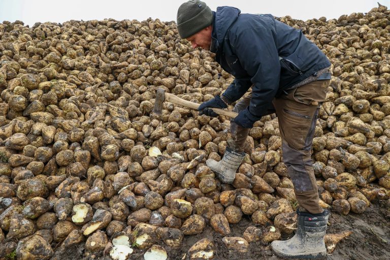 Nye enzymer forbedrer udvinding af fibre fra roepulp