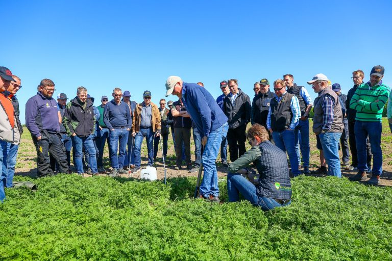Forsøg med nedsat kvælstof giver lovende resultater i roemark